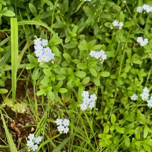 Meet your Posher, Audi